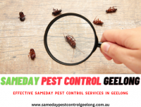 Same Day Pest Control Geelong