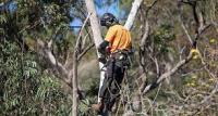Branch Out Tree Specialist - Stump Grinding Sydney