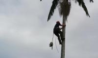 Redlands Coast Tree Lopping