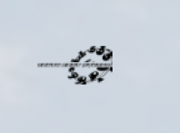 South East Tree Stump Removal Cranbourne