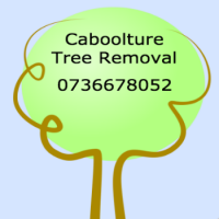 Caboolture Tree Removal & Tree Lopping