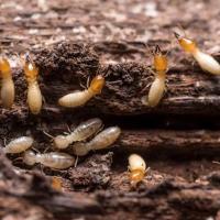 Flatline Pest Control - Termite Treatment Central Coast