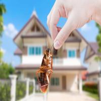 Flatline Pest Control - Cockroach Control Central Coast