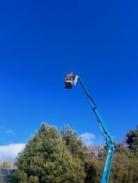 Daryl's tree care