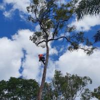 Acclaim Tree Care & Services