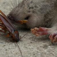 Flatline Pest Control - End of Lease Pest Control Central Coast