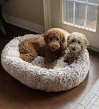 The Calming Dog Bed Pty Ltd