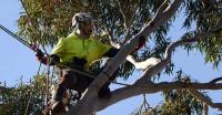 Melbourne Tree Specialists