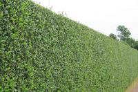 hedge
