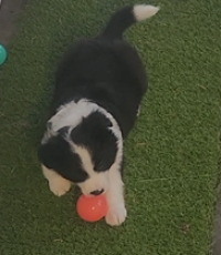 Bordermeade Border Collies