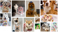 Supaw Pet Bakery