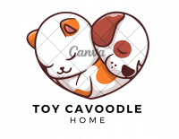 Toy Cavoodle Home