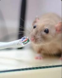 Rats Pest Control Perth