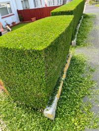 ReGreen Lawn & Garden Services