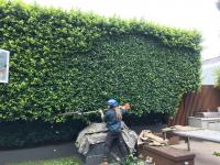 The Special Branch Arborist