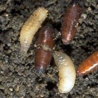 Mobile Pest Control