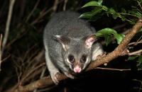 Sure Fire Possum Removal Perth