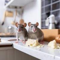 Sure Fire Rodent Control Brisbane