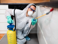 Prompt Pest control service