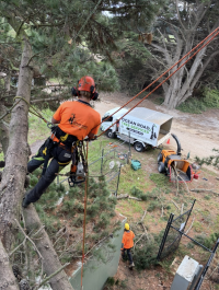 Ocean Road Tree Services