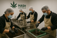 Premium Hash for Sale in Australia