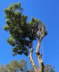 Sunshine Coast Tree Services
