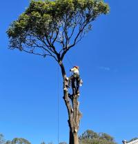 Treepeeps Tree Services